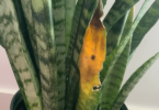 Snake Plant Turning Yellow