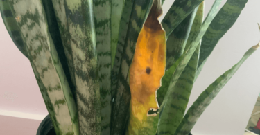 Snake Plant Turning Yellow