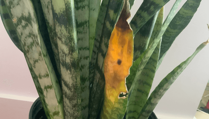 Snake Plant Turning Yellow