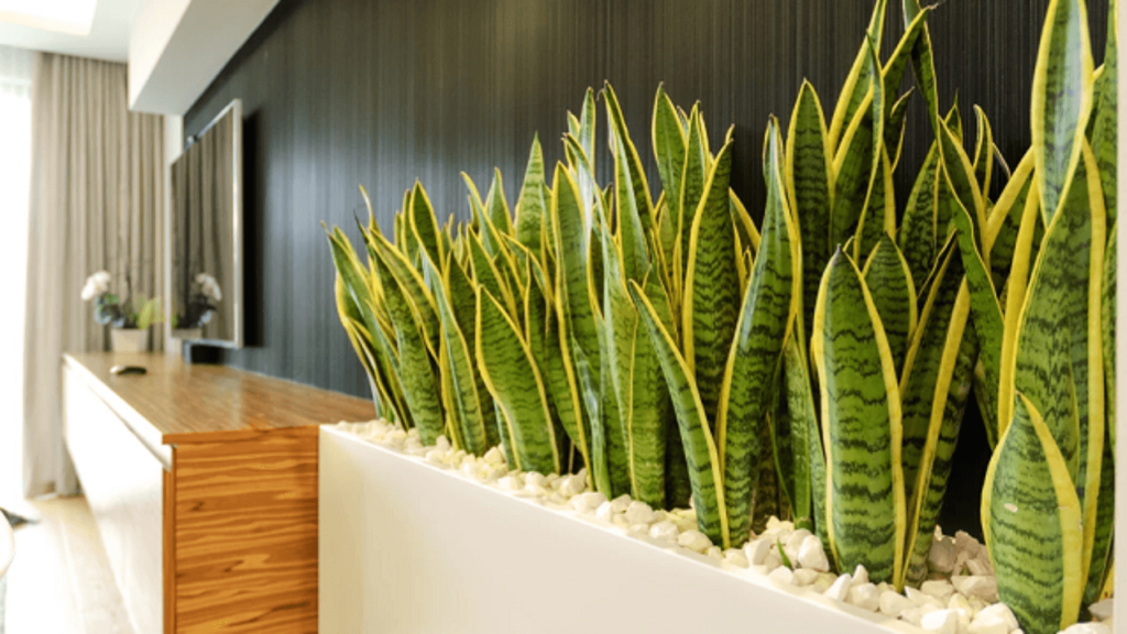 Snake Plants in Living Room