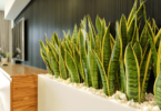 Snake Plants in Living Room