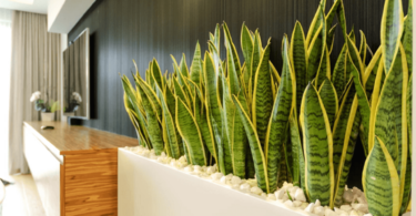 Snake Plants in Living Room