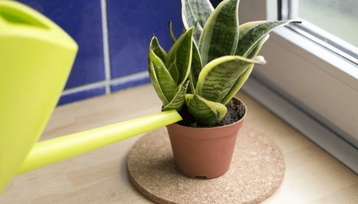 Watering Snake Plants Yellow