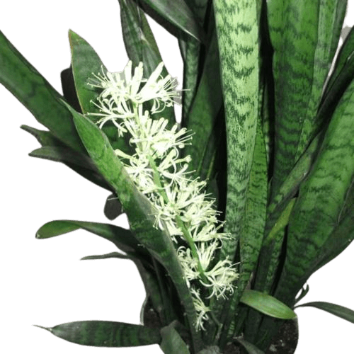 Sansevieria bloom