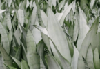 Sansevieria Moonshine