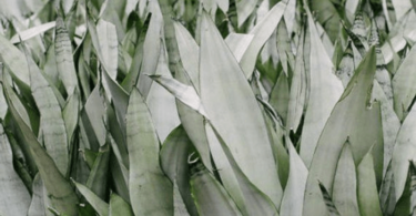 Sansevieria Moonshine