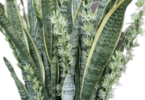 Snake Plant Blooms