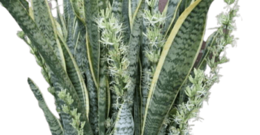 Snake Plant Blooms